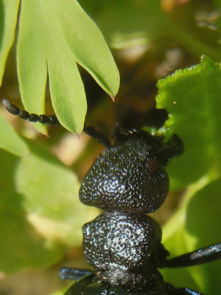 ...dalla Gallura... Meloe cicatricosus